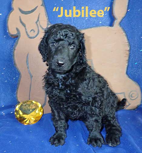 jh5wkJubilee0171