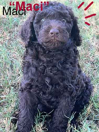 maci7wkroyalstandardpoodlepuppieskxr maci7wkroyalstandardpoodlepuppieskxr