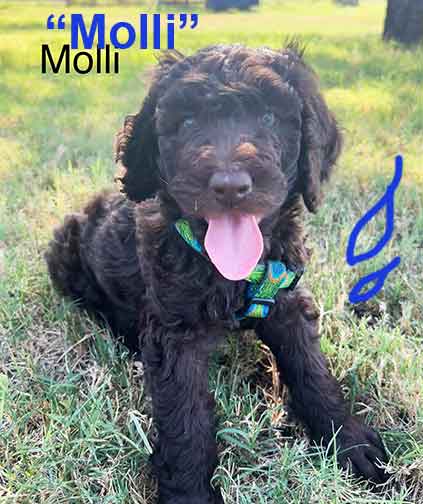 molli7wkroyalstandardpoodlepuppieskxr molli7wkroyalstandardpoodlepuppieskxr
