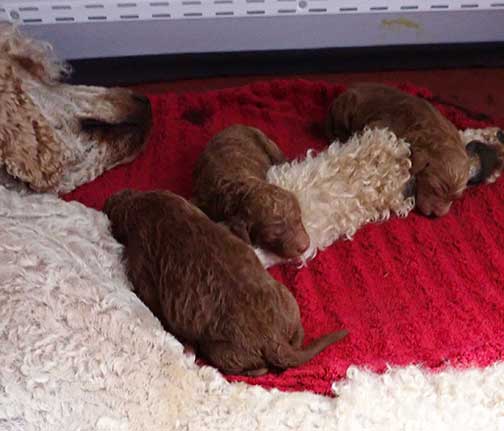 nd1wk03redroyalstandardpoodles