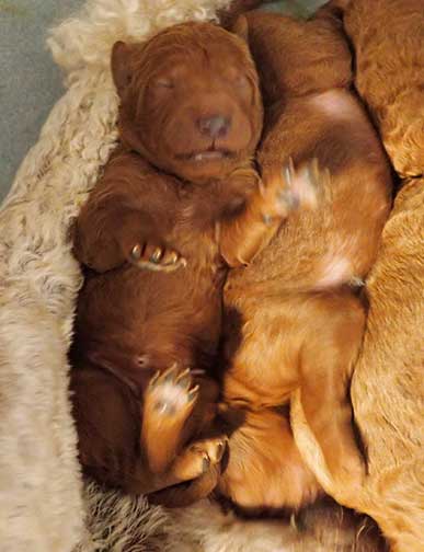 nd1wk16redroyalstandardpoodles