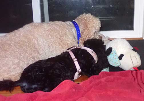 neopyspiritroyalstandardpoodles01