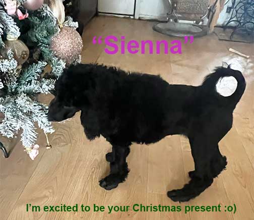 sienna11wks02royalstandardpoodle sienna11wks02royalstandardpoodle