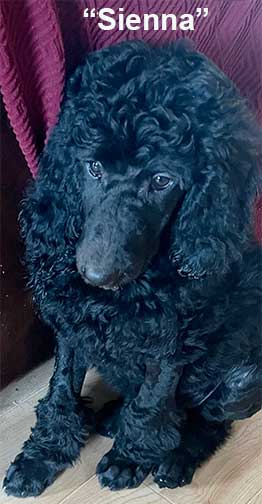 sienna11wks02royalstandardpoodle