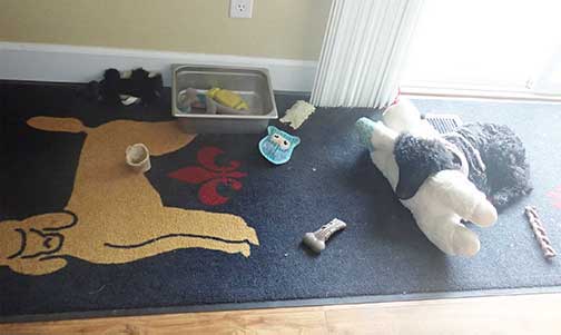 spiritlambyroyalstandardpoodle01