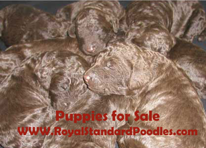 standardpoodlepuppiesforsale.jpg
