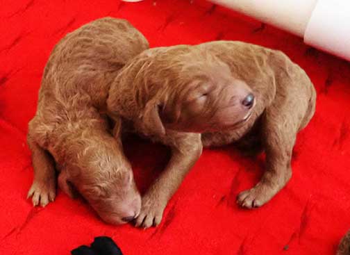 standardpoodlepuppiesforsaleNBD1wk11