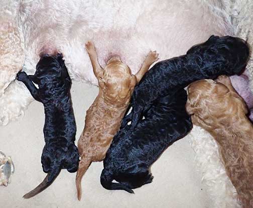 standardpoodlepuppiesforsaleNBD1wk12