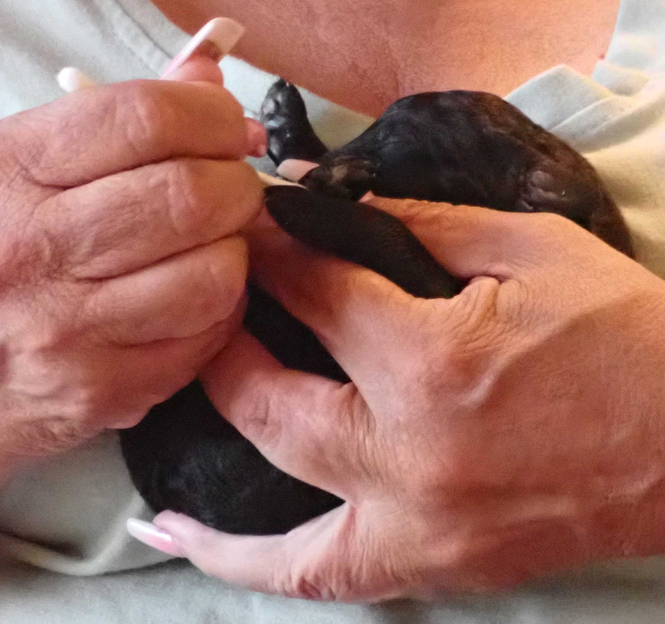 standardpoodlepuppiesforsaleNBD1wk14a