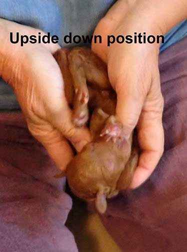 standardpoodlepuppiesforsaleNBD1wk15