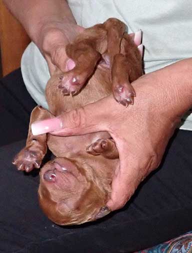 standardpoodlepuppiesforsaleNBD1wk15a