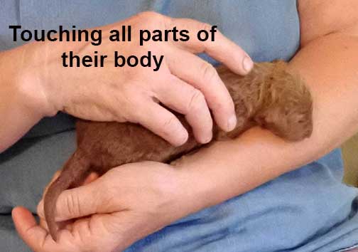 standardpoodlepuppiesforsaleNBD1wk16