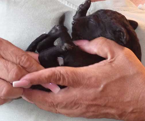 standardpoodlepuppiesforsaleNBD1wk16a