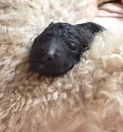 standardpoodlepuppiesforsaleNBD1wk22