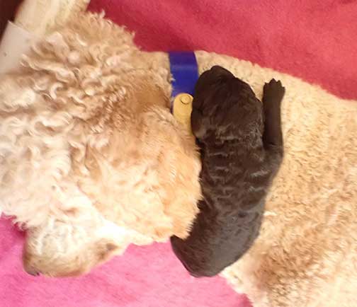 standardpoodlepuppiesforsaleNBD1wk23