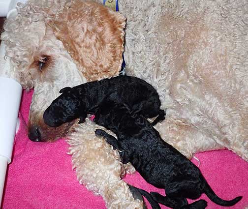 standardpoodlepuppiesforsaleNBD1wk25