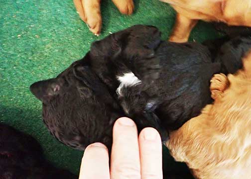 standardpoodlepuppiesforsaleNBD1wk29