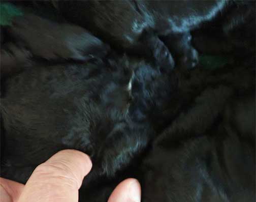 standardpoodlepuppiesforsaleNBD1wk30