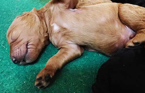 standardpoodlepuppiesforsaleNBD1wk31