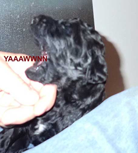 standardpoodlepuppiesforsaleNBD3wk02