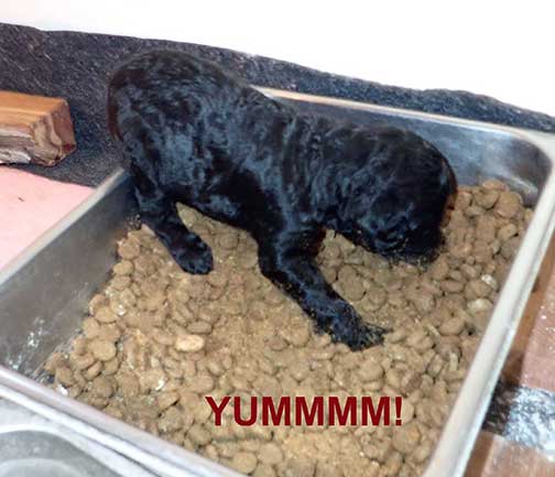 standardpoodlepuppiesforsaleNBD3wk04