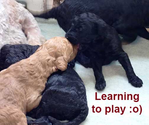 standardpoodlepuppiesforsaleNBD3wk05