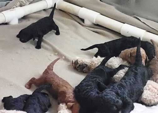 standardpoodlepuppiesforsaleNBD3wk06