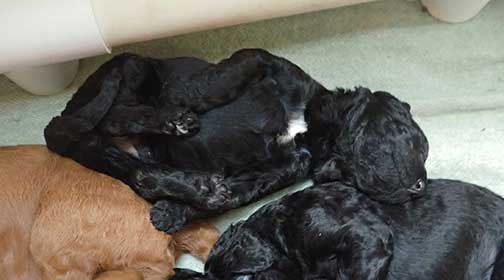 standardpoodlepuppiesforsaleNBD3wk07