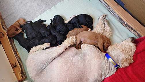 standardpoodlepuppiesforsaleNBD3wk12