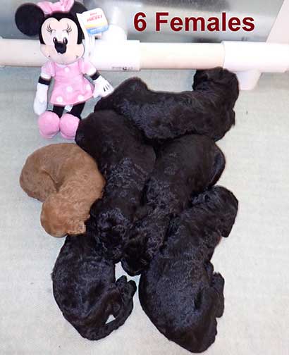 standardpoodlepuppiesforsaleNBD3wk15