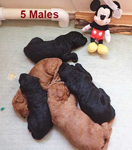 standardpoodlepuppiesforsaleNBD3wk16