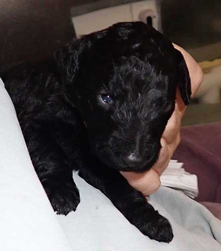 standardpoodlepuppiesforsaleNBD3wk17