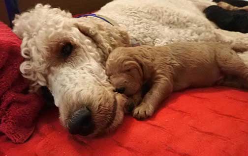 standardpoodlepuppiesforsaleNBD3wk19