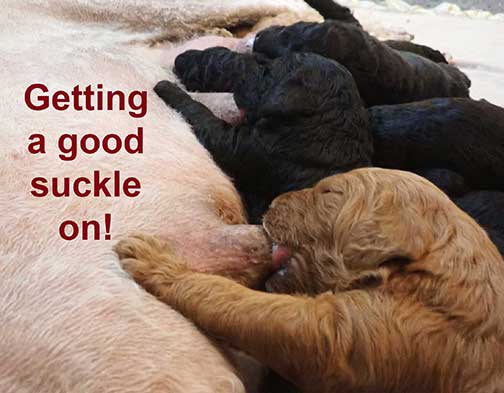 standardpoodlepuppiesforsaleNBD3wk21