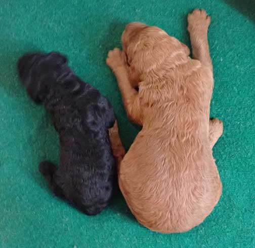 standardpoodlepuppiesforsaleNBD3wk22