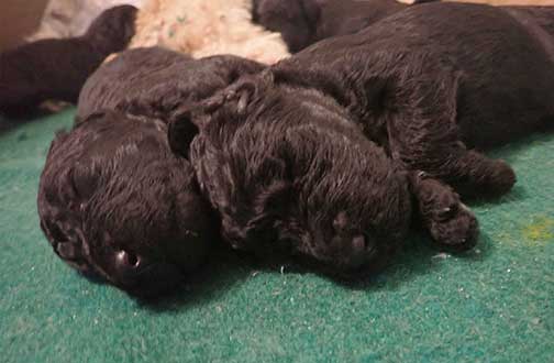 standardpoodlepuppiesforsaleNBD3wk23
