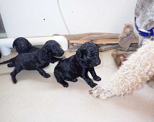 standardpoodlepuppiesforsaleNBD3wk24