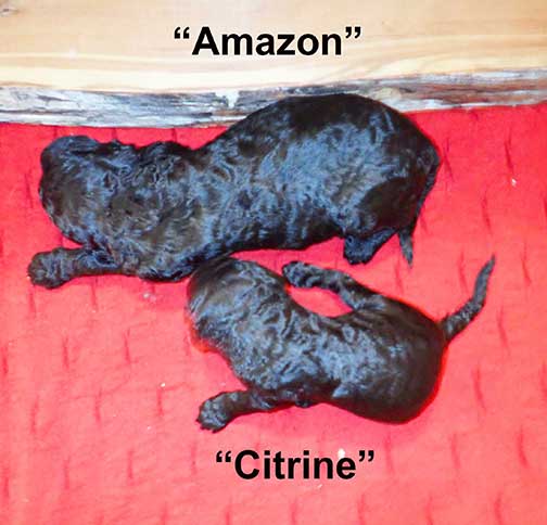 standardpoodlepuppiesforsaleNBD3wk27