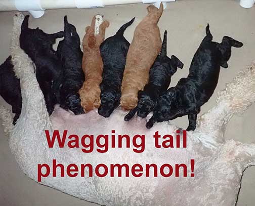 standardpoodlepuppiesforsaleNBD3wk31