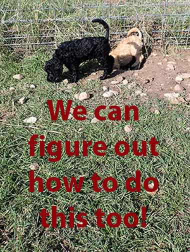 standardpoodlepuppiesforsalejh7wk12