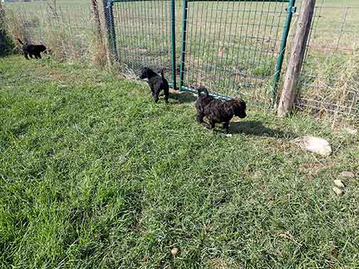 standardpoodlepuppiesforsalejh7wk13