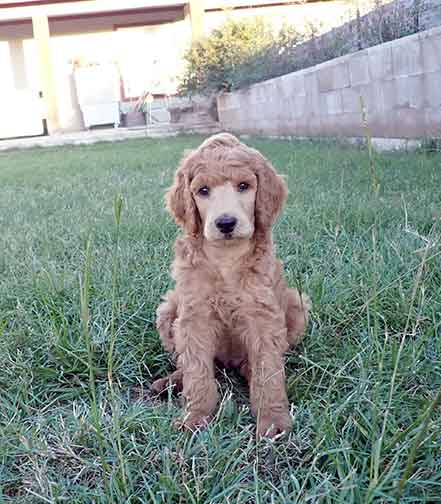 standardpoodlepuppiesforsalejh7wk20